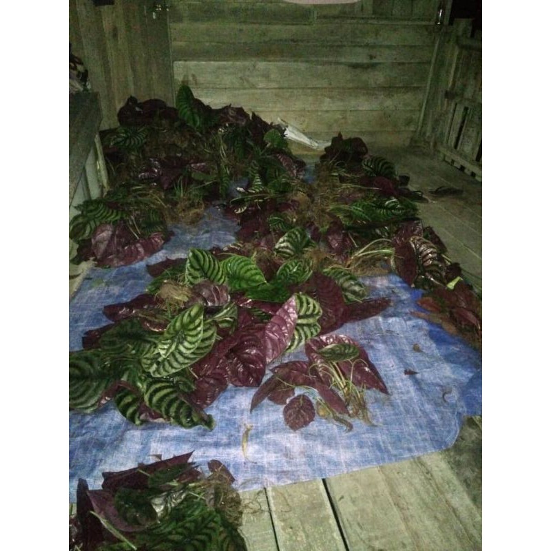 alocasia cuprea cabutan/bonggol