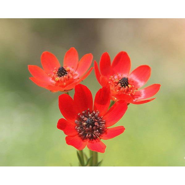 Benih Bibit Biji - Bunga Summer Pheasant's Eye Flower Seeds - IMPORT