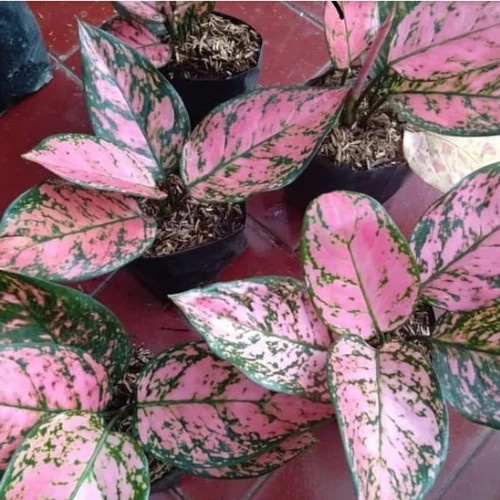 BUNGA AGLONEMA LADY VALENTINE TANAMAN AGLONEMA LADY VALENTINE MURAH MENOR WARNA PINK CANTIK