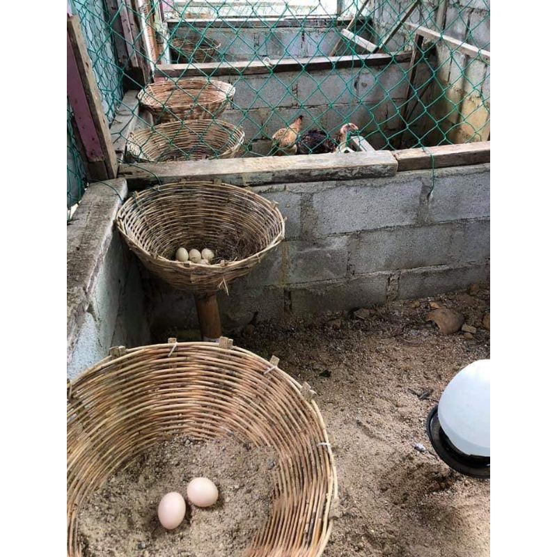 Orok Orok Tempat Bertelur Ayam Murah Berkualitas Aman Shopee Indonesia