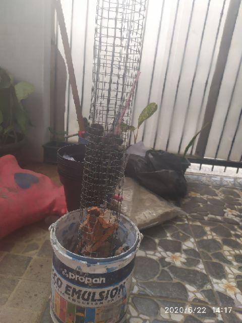 Benih Bayam Hijau - 3036