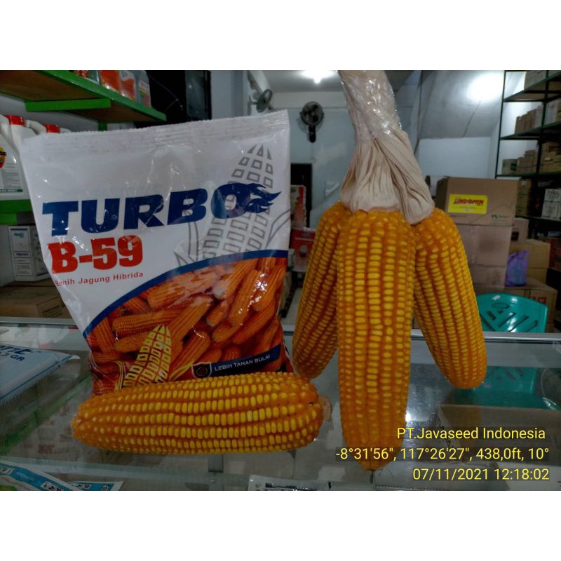 Benih Jagung Hibrida TURBO B59 1kg