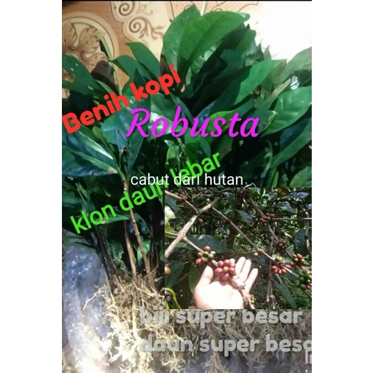 Bibit kopi Robusta super