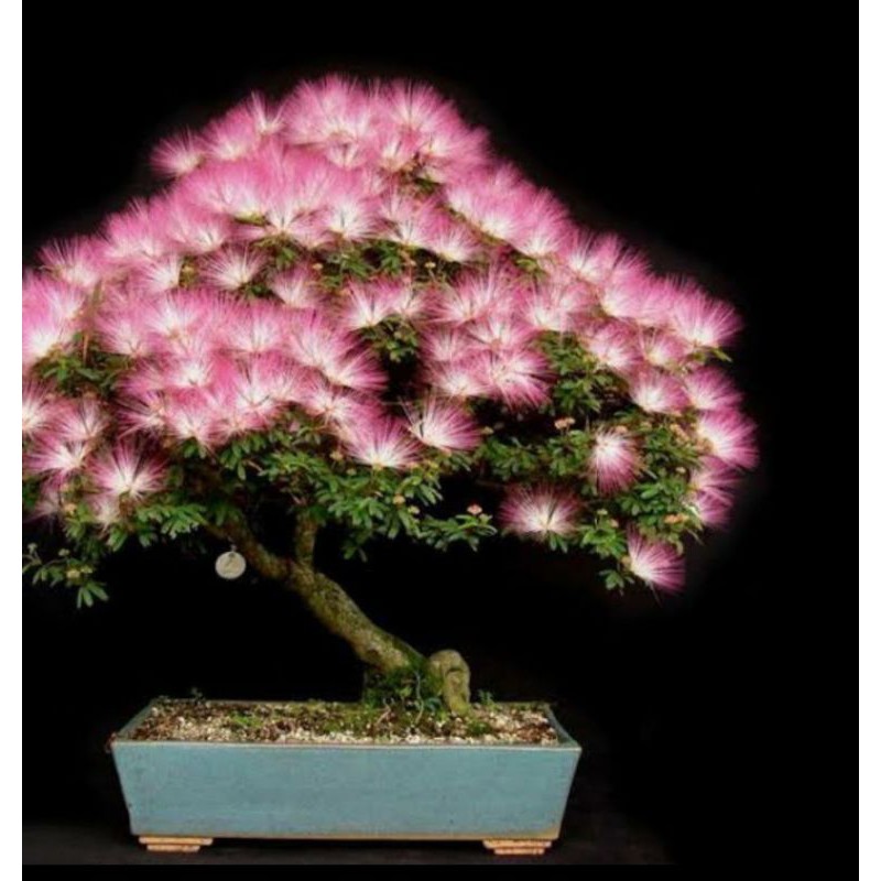 bahan bonsai putri malu