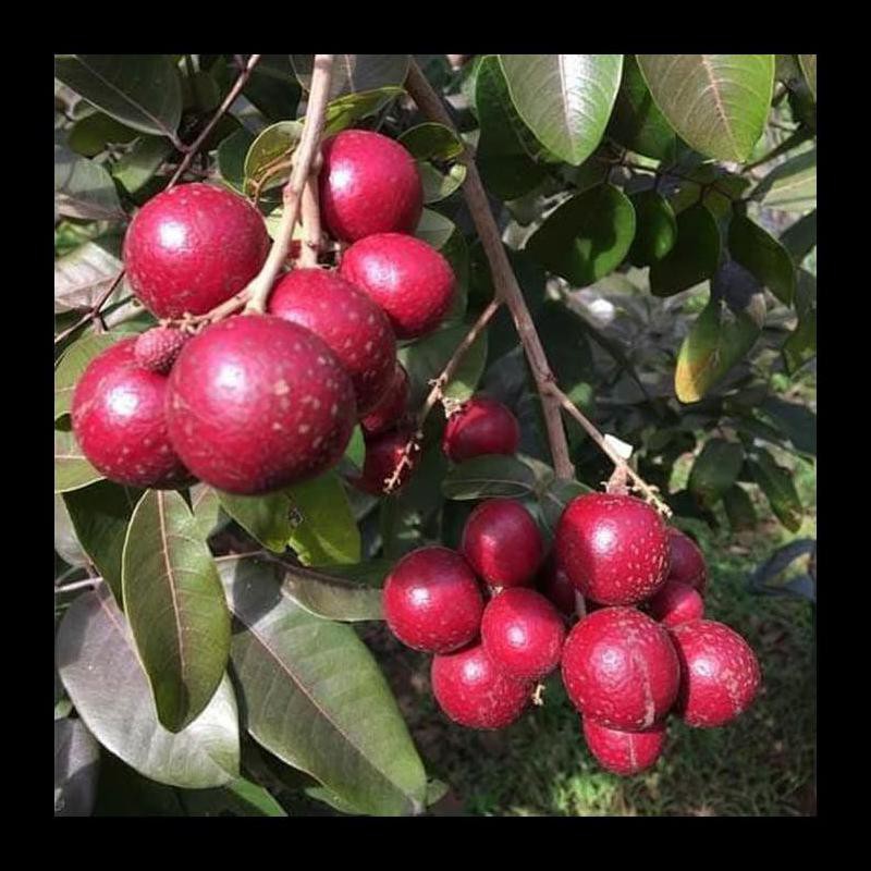 Bibit Buah Kelengkeng Merah Ruby Longan 2