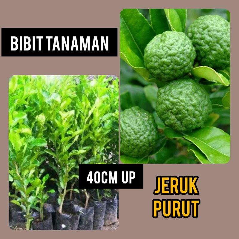 Bibit Buah Jeruk Purut bibit Jeruk Purut Asli Bibt Jeruk Purut Buat Masak