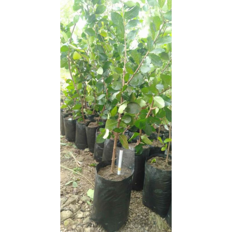 Bibit Bonsai Sianci (Cherry Barbados)