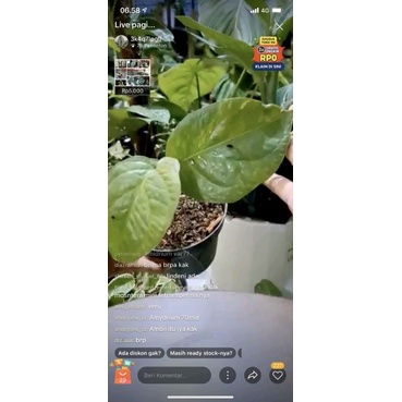 Tanaman Amidrium medium