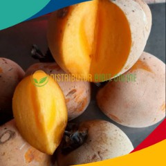 Bibit Kesemek Jumbo (Fuyugaki Persimmons) Siap Berbuah