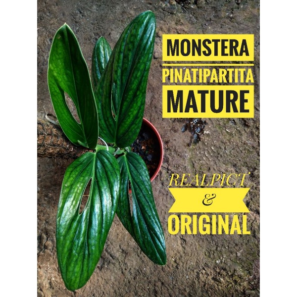 tanaman monstera pinatipartita murah