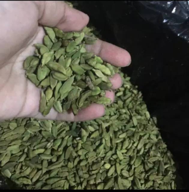 

Kapulaga Hijau India Premium 35gr/50gr Rekomendasi