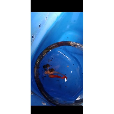 Ikan Guppy Albino Full Red AFR