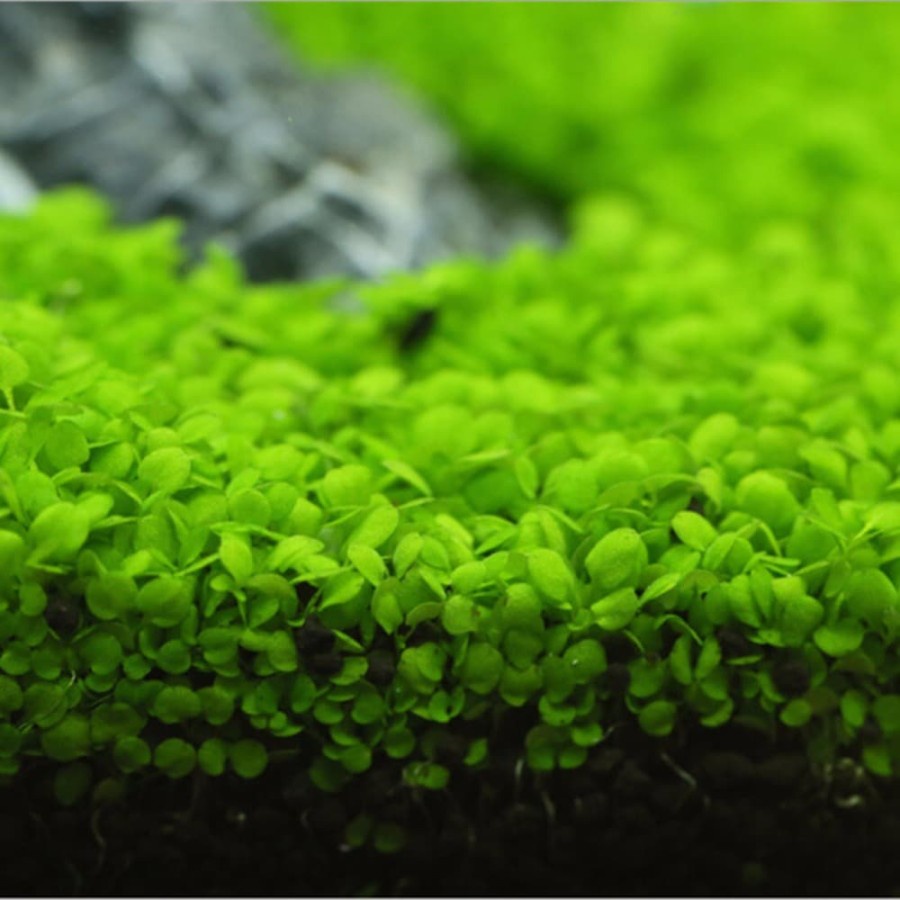 Bibit Rumput Air Dekorasi Aquarium