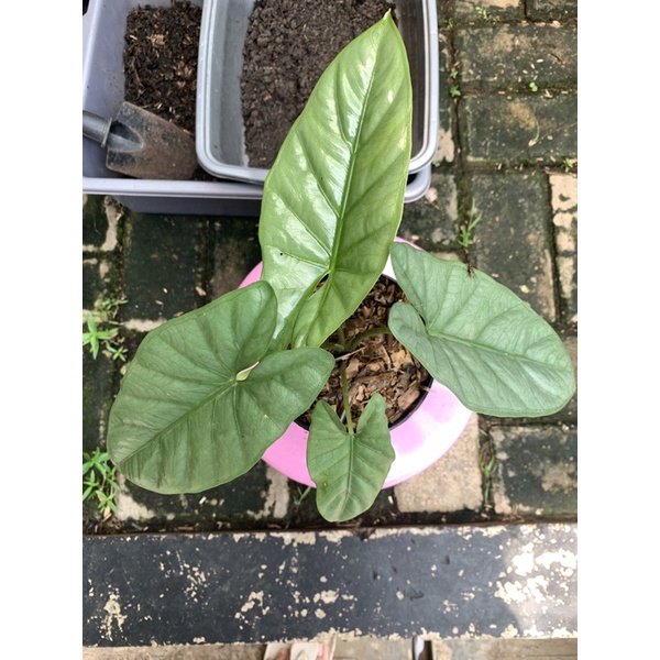 alocasia corazon 4 daun