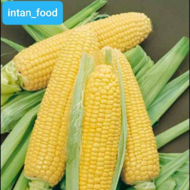 

Jagung manis 1 bonggol