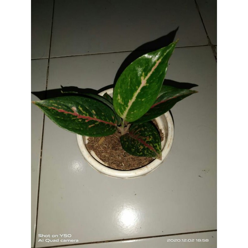tanaman hias aglonema red borju-red borju-aglaonema red borju-aglo red borju-AGLONEMA RED BORJU