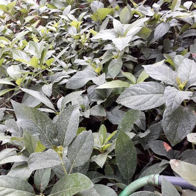 Sell3R Paket Bibit Alpukat Aligator Dan Alpukan Kendil Harga Murah