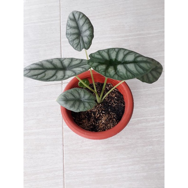 Alocasia Dragon Scale / Silver Scale