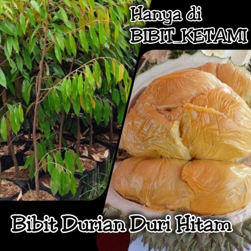 Bibit Durian Duri Hitam - Kategori Standart (ORIGINAL)