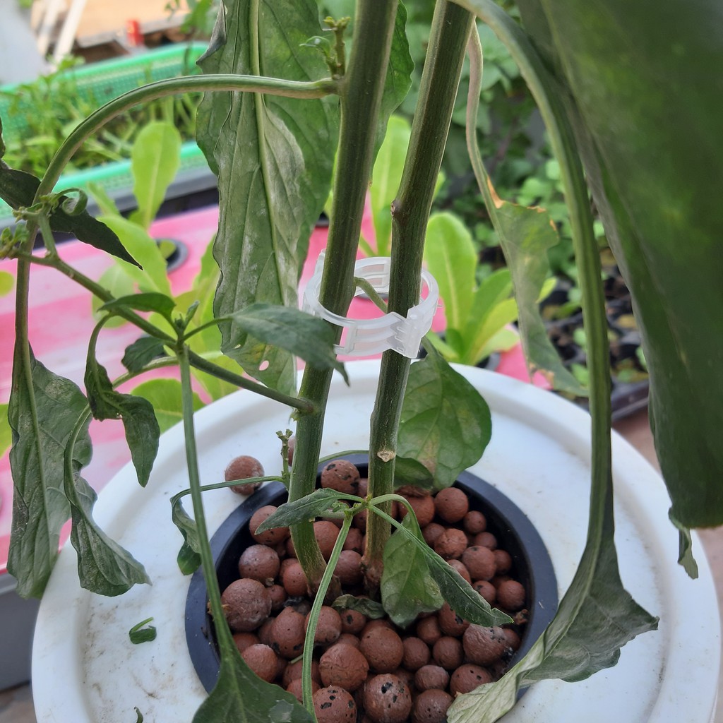 Clip Holder Klip Tanaman Merambat PG SBY