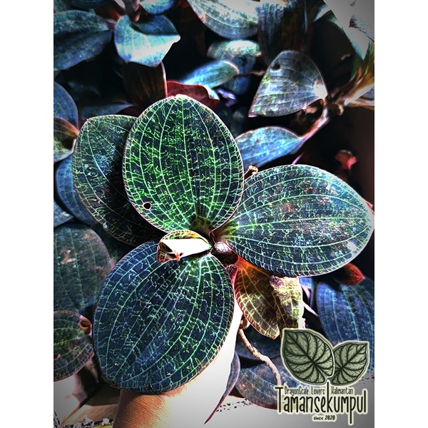 Jewel Orchid, Dossinia marmorata x Macodes sanderiana, Tanaman Hias, Anggrek kiaksara, Macodes, Doss