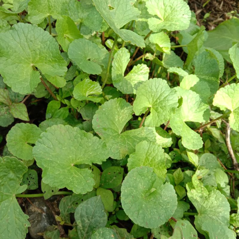 

Daun PEGAGAN/Centella asiatica//Daun Kaki Kuda/Daun Antanan/Dulan sontak/pagaga