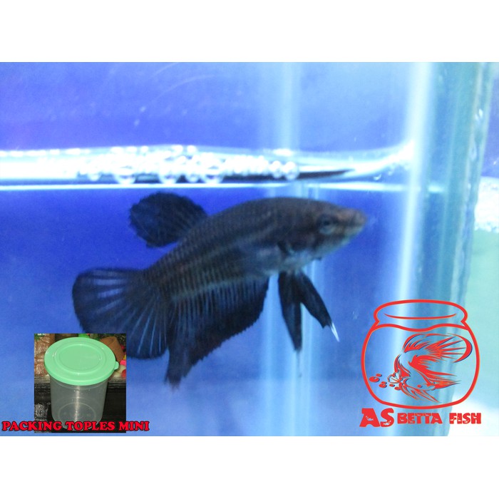 Betta Splendens - Cupang Hias Plakat Super Black