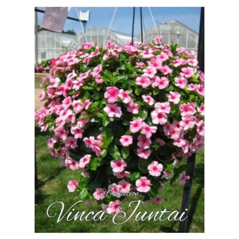 Tanaman Hias Bunga Vinci Juntai Tapak Dara Chatranthus Roseus