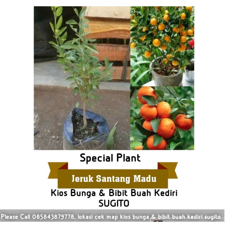bibit jeruk santang madu (berbuah/berbunga) 1mtr Valid MANIS 5kg