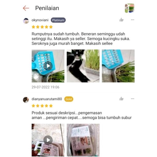 Paket Rumput Kucing Cat Grass Wheatgrass Rumput Benih Gandum Microgreen Wheat Grass  (1 Box Tanam + 1 Karung Tanah + 5 Bungkus Bibit) FEFARM