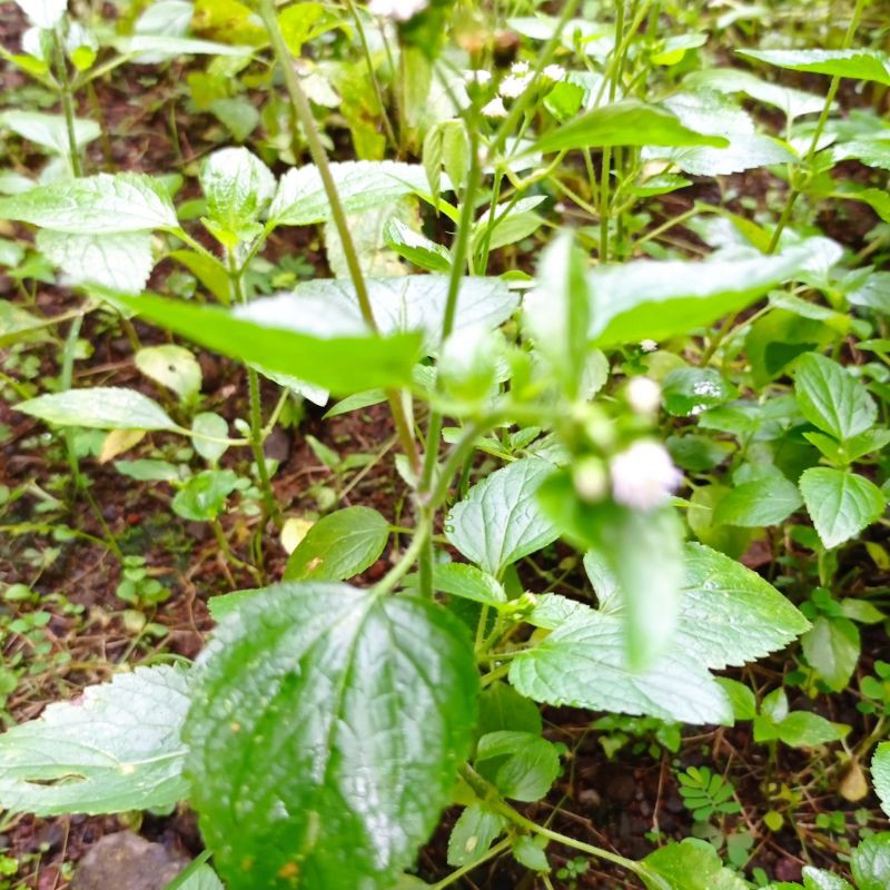 

Daun babadotan segar, obat herbal 1kg