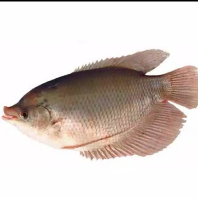 

Ikan Gurame 1 kg