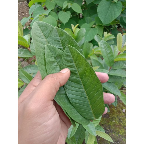 

Daun Jambu Biji segar/Psidium guajava 500g