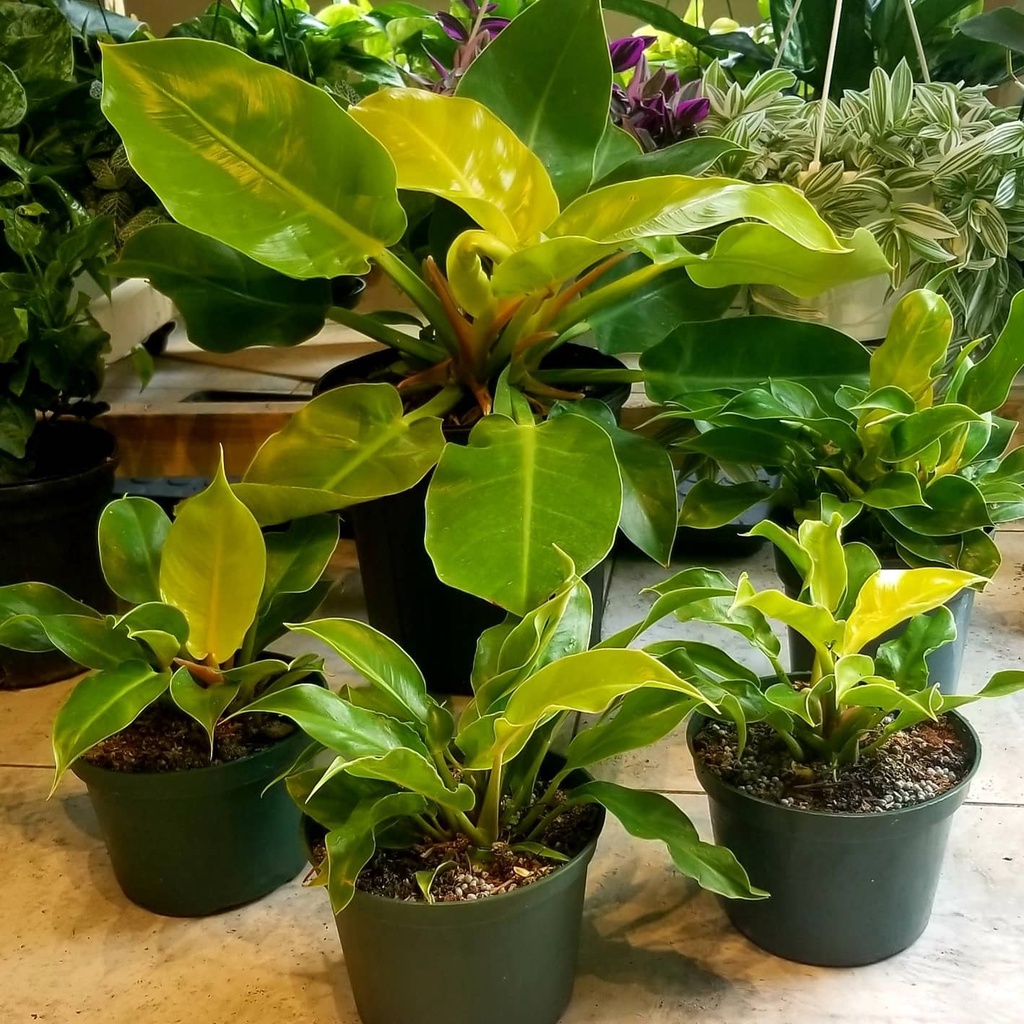 Tanaman Philodendron Golden Melinonii
