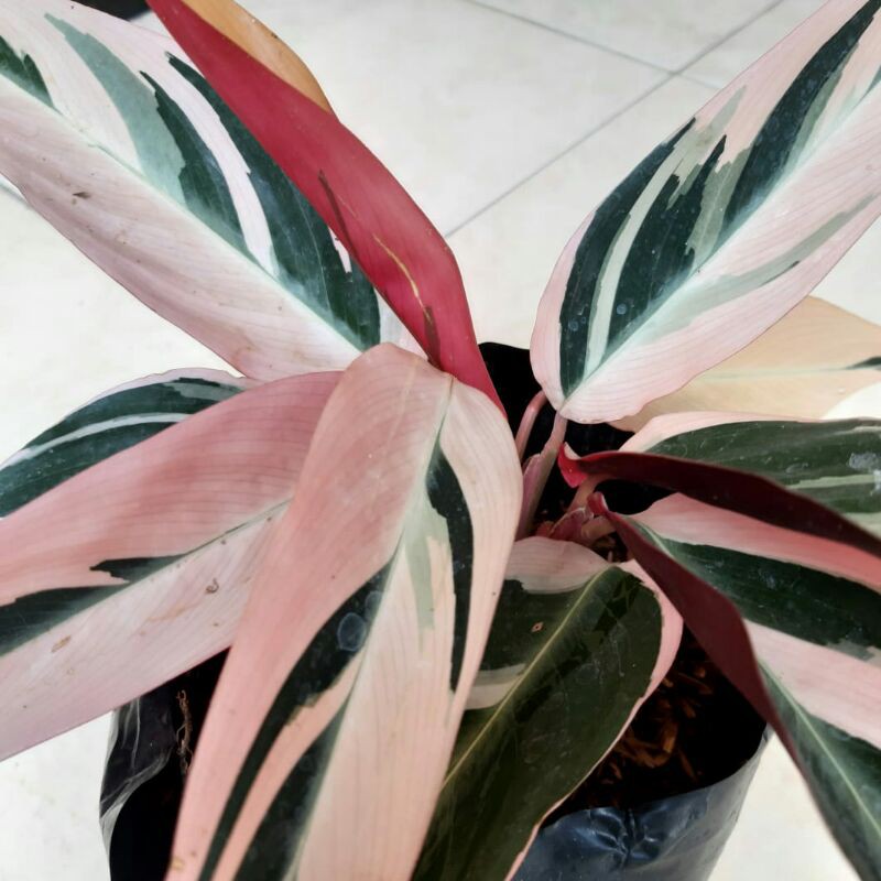 Calathea Multicolor