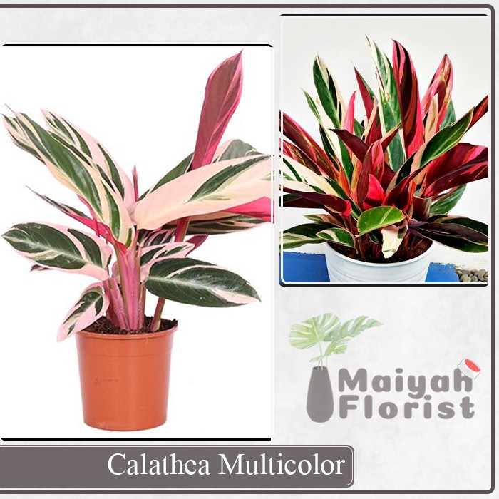 Calathea Multicolor - Tanaman Hias