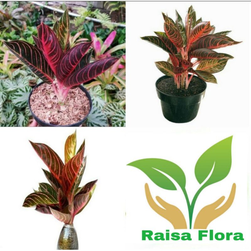 Tanaman Hias Aglonema Red Sumatra Tanaman Aglonema Red Sumatra Shopee Indonesia