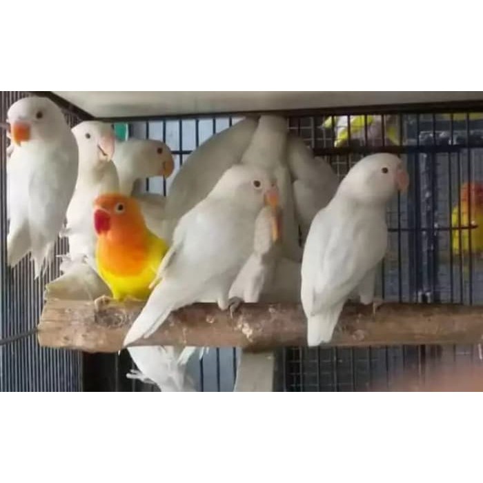 Burung Lovebird Love Bird Albino Mata Merah Betina Jantan Bunyi
