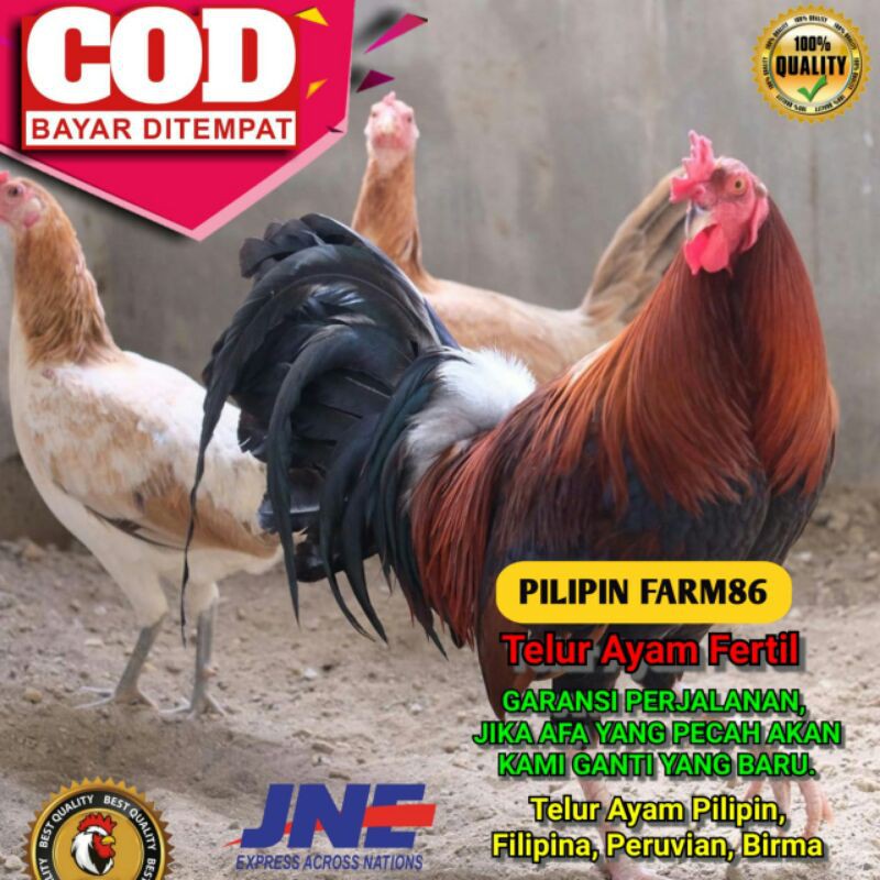 Telur Ayam Pilipin Philipin Sweater Red Bukan Telur Ayam Bangkok Kub Cemani Birma Pama Saigon Shopee Indonesia