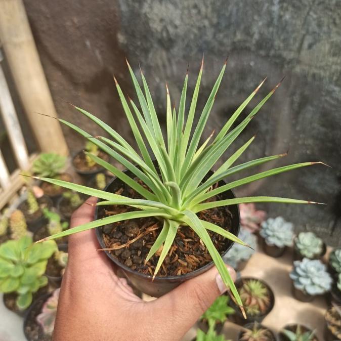 Kaktus Sukulen - 251. Agave Geminiflora