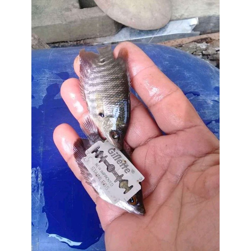 bibit ikan gurame ukuran silet
