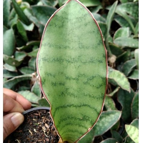 kaktus sukulen// sansevieria sp tanzania hijau