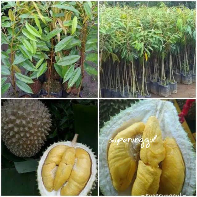 

DURIAN BAWOR KAKI 3