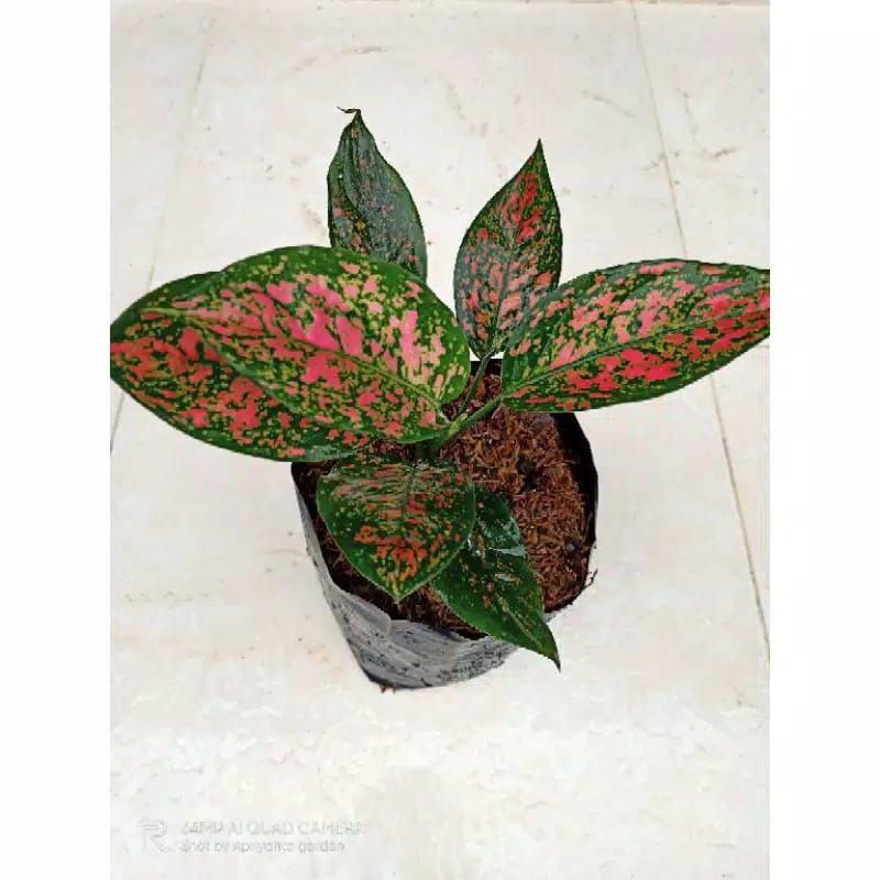 Termurah Aglonema Ruby Garuda Shopee Indonesia Termurah Aglonema Ruby Garuda Shopee Indonesia
