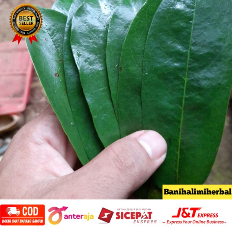 

Daun Sirsak segar tanpa pestisida 100 gram