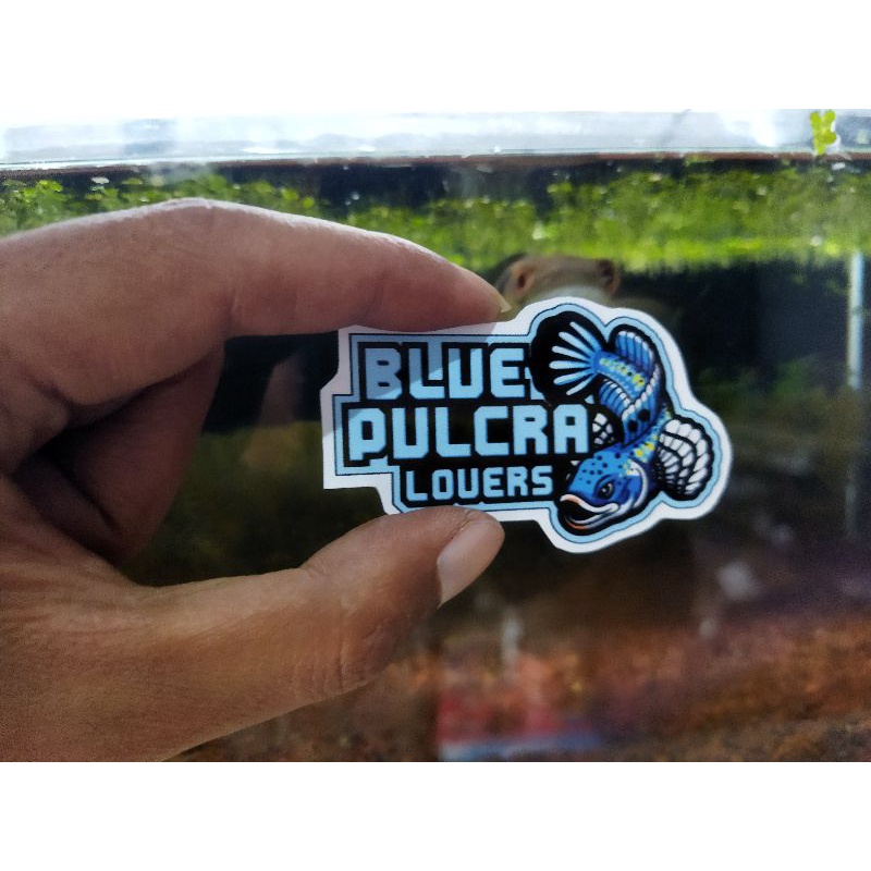 stiker_mini ikan galak/channa anti. air mantap