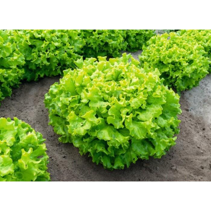 Benih Selada Batavia Bejo Anizel 1gr