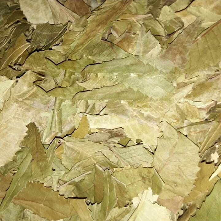 

Daun Mimba Kering/Azadirachta indica (500 Gram)