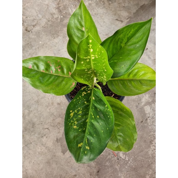 aglonema kocin ebony