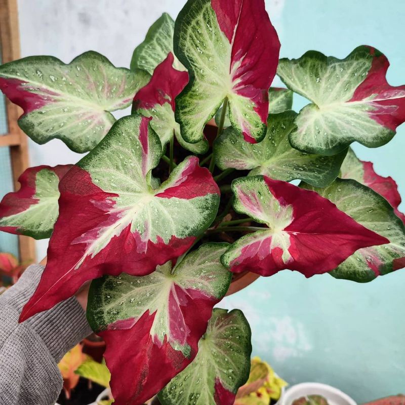 bonggol / umbi keladi cat tumpah / caladium cat tumpah / caladium shy cool